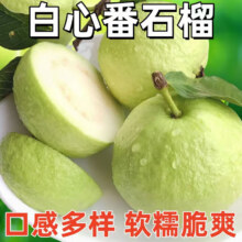 天蓬正宗现摘白心芭乐 5斤带箱(净重4.5斤) 精选装单果60g+13.9元