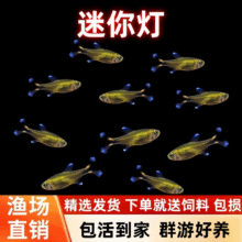 宠瑜迷你灯鱼满天星热带观赏  1.5cm迷你灯5条送2条备损4.9元（到手7条）