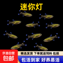 迷你灯鱼满天星热带观赏  1.5cm迷你灯5条送2条备损3.9元（需领券）到手7条