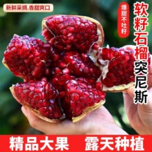 四川会理突尼斯软籽石榴净重4.5斤