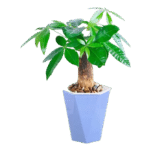 发财树盆栽鲜花绿植物办公室内吸甲醛绿萝文竹水培易养 发财树+高档蓝色吸水盆7.8元（需领券）