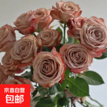 卡布奇诺玫瑰花鲜花云南昆明基地直发水养真花鲜切花束 10支9.9元（需领券）包邮