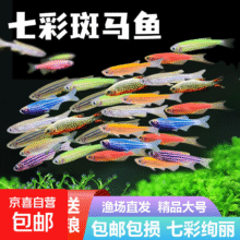 斑马鱼  大号斑马6条9.74元（合4.87元/件）