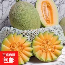 京喜 正宗山东哈密瓜晓蜜17新鲜现摘当季水果甜瓜 3-3.5斤3.8元