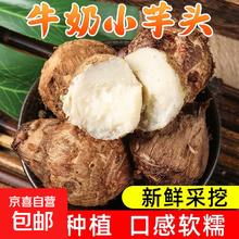 京喜 国产 新鲜毛芋头 2斤 带箱