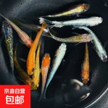 观背青鳉淡水观赏鱼  混搭1.5-2cm苗5+1条防损3.76元（合1.88元/件）