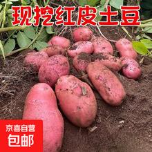 京喜 红皮土豆高原黄心土豆 2斤 单果1-3两