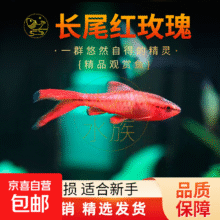 红绿灯鱼 斑马鱼孔雀鱼 1.5cm长尾樱桃灯5条送1条备损4元