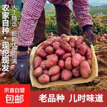 京喜 内蒙红皮大土豆新鲜黄心土豆现挖洋芋地蛋马铃薯粉面火锅批发 红皮土豆大果 2斤 单果150g+0.79元