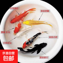 锦鲤鱼活体观赏鱼活鱼  6-8cm 六色锦鲤套餐6条16.03元（需领券）
