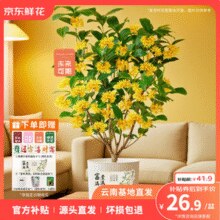 某东鲜花 云南直发 4~5年壮苗桂花带土盆栽（赠花盆+肥料+送贺卡）￥26.90 5.7折