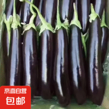 山东农家绿把紫皮长茄现摘现发新鲜嫩茄蔬菜生鲜 现摘新鲜茄子 2斤 净重