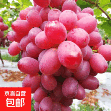 新疆特产吐鲁番克伦生无籽红提产地现采新鲜葡萄天然有机水果 新疆红提1斤/箱(净重）)4.94元（需领券）