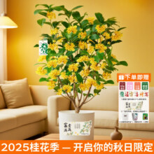 京东鲜花桂花盆栽水培土培绿植盆栽中秋桂花盆栽家庭观赏源头直发26.9元（需领券）