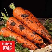 京喜加 新鲜现挖现发 带泥胡萝卜5斤 含箱