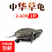 中华草龟小乌龟活物一只草龟2-4cm小苗活跃2.82元