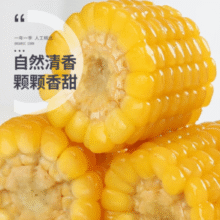 25年新货！珍谷诱惑 非转基因 真空锁鲜新东北甜糯玉米 10支/2.4kg￥19.99 4.0折 比上一次爆料降低 ￥5.91
