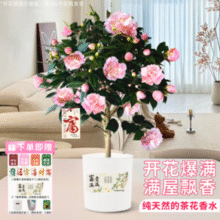 新手也能轻松养活！某东鲜花 耐寒四季山茶花苗盆栽（带花苞发货）￥29.90 6.7折