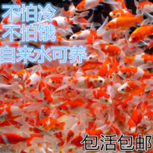 西洲曲金鱼  3-5cm 混色10条送2条6.83元  到手12条