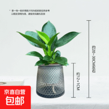20点： 大叶金钻+轻奢盆 1盆（约15厘米左右）4.99元（买一送一，合2.5元/件）