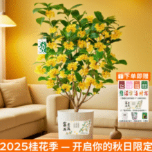 云南基地直发！某东鲜花 云南直发 4~5年壮苗桂花带土盆栽（赠花盆+肥料+送贺卡）￥26.90