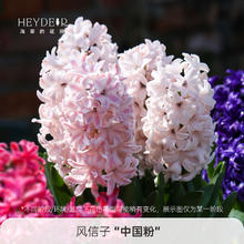 海蒂的花园 风信子球根阳台花园盆栽地栽花卉植物种球