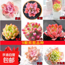 20点：多肉植物 如图九颗