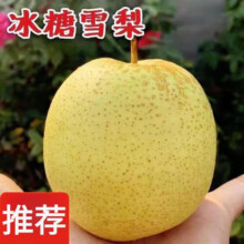 雪花梨冰糖雪梨正宗雪花梨新鲜水果皮薄多汁当季精选大果产地直发 雪花梨 中大果（单果≥200g）3斤15元