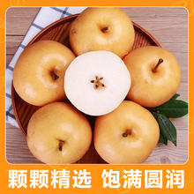 山东 秋月梨 300g+ 4.5斤 新鲜水果券后15.9元