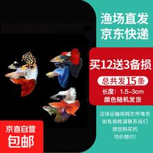 孔雀鱼天使鱼 纯种观赏鱼淡水好养热带小型观赏鱼 孔雀鱼12条送备损3条