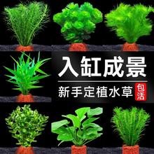 花百年 火山石水草植物鱼缸造景专用水培阴性蜈蚣草绿菊真草增氧绿植摆件3.38元