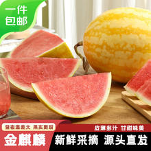 京鲜生 金麒麟西瓜 1粒装 净重7-8斤生鲜水果 源头直发26.9元