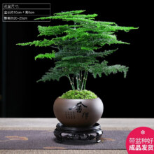 幼薇文竹盆栽植物室内绿化四季小盆景 文竹+舍得小紫砂盆+圆形底盘 带盆栽好7.9元