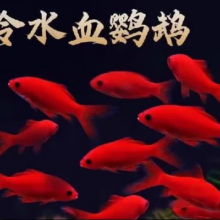 冷水观赏鱼锦鲤活鱼小型好养观赏鱼耐养招财风水鱼宠物小锦鲤3-5冷水鹦鹉一条2.3元