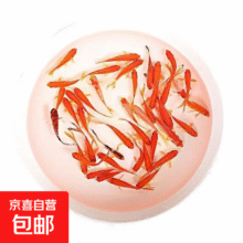 黄金龙凤锦鲤冷水鹦鹉小草金兰花草观赏鱼 小草金3-5厘米5条装2元