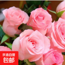 戴安娜粉色玫瑰花带网套发货家用鲜花水养插花居家办公七夕情人节 粉色 粉玫瑰10枝（保8枝+2枝防损）9.9元（需领券）