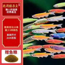 卡奇鱼 10条 卡奇鱼 斑马 淡水 观赏 热带 蝶翼斑马荧光好养易活 糖果1.5-2.5cm最少3种色