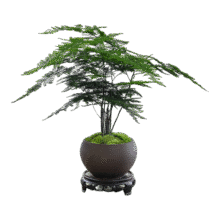 八芽文竹盆栽植物室内客厅中式禅意盆景好养绿植办公室摆件创意花卉 禅意盆文竹-含密胺托盘 带盆栽好9.8元 (券后省4)