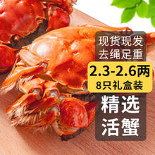 乾澄 大闸蟹现货 全公蟹2.3-2.6两 8只 鲜活螃蟹生鲜海鲜特大中秋礼品礼盒装券后104元