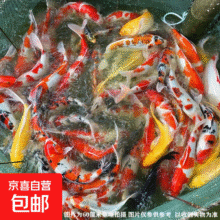 大型纯种锦鲤观赏鱼冷水鱼淡水鱼 一帆风顺（随机颜色1条） 8-10厘米5.99元（需领券）