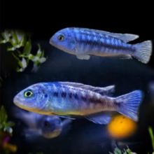 三湖慈鲷鱼马鲷 观赏鱼 3-4cm 闪电战神 4条装4.9元（需领券）