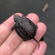 中华黑腹金线 情侣一对草龟小乌龟 2-3厘米幼崽 2只情侣龟4.97元