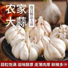 产地直发 山东金乡白皮干大蒜 大果4.5-5cm 带箱3斤装9.82元包邮