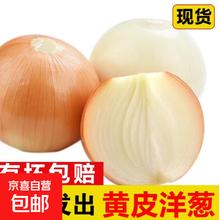 京喜 新鲜黄洋葱黄金水果洋葱即食蔬菜调料烧烤食材 新鲜黄洋葱 500g 含箱0.13元