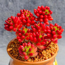 MPPMCK 虹之玉锦多肉植物转运珠室内花卉盆栽净化空气红色肉肉新手好养活 虹之玉