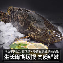 鲟食 活冻石斑鱼野外生长海捕龙胆珍珠斑 老虎斑生鲜鱼类海鲜 石斑鱼700-800g/条券后44元