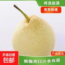 京喜加 河北水晶鸭梨赵州鸭梨产地直发单果180g起 带箱2斤0.1元