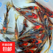 兰花草金4-6厘米2条装2元