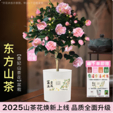 京东鲜花 耐寒四季山茶花苗盆栽（带花苞发货）