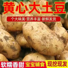 牛爱鲜 黄心土豆新鲜洋芋马铃薯黄皮应季蔬菜整箱优质土豆现摘美味蔬菜 10斤精选装【现挖现发】净重9斤 农家现挖蔬菜15.9元 (满16减2,券后省5,月销2000+)